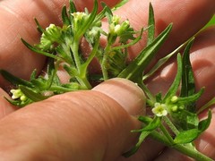 Lithospermum officinale
