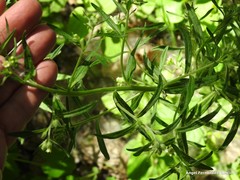 Lithospermum officinale