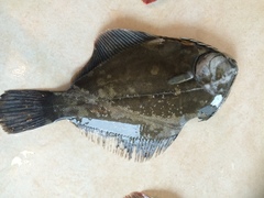 Rhombosolea retiaria