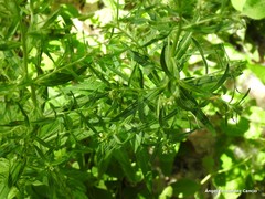 Lithospermum officinale