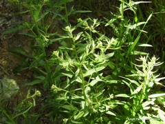 Lithospermum officinale