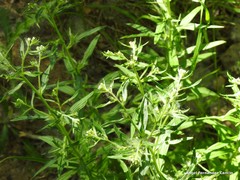 Lithospermum officinale