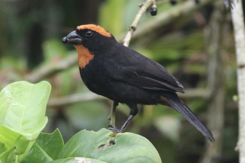 Puerto Rican Bullfinch (Melopyrrha portoricensis)
