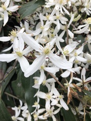Clematis armandii