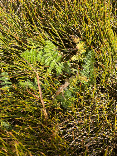Chaerophyllum eriopodum, 2026-04-07