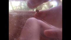 Loxosceles rufescens