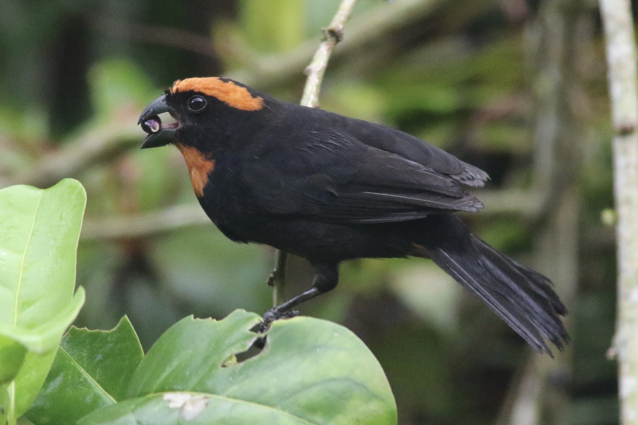 Puerto Rican Bullfinch (Melopyrrha portoricensis), photo 2