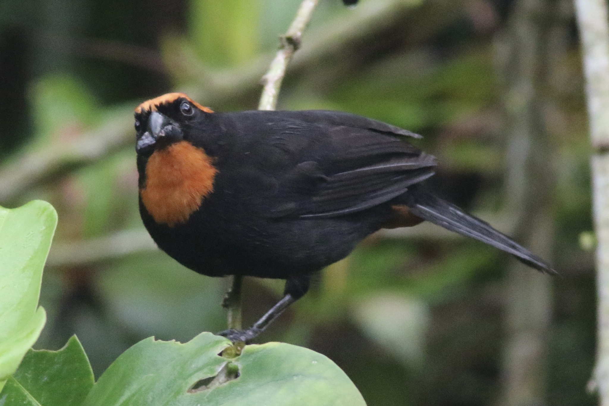 Puerto Rican Bullfinch (Melopyrrha portoricensis), photo 3