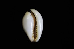 Erronea subviridis