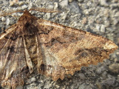 Satoblephara parvularia