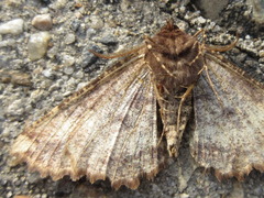 Satoblephara parvularia