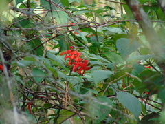 Salvia gesneriiflora