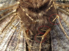 Satoblephara parvularia