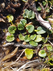 Diplaspis nivis