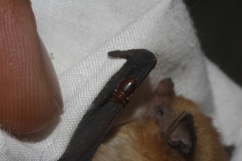 Bat bug