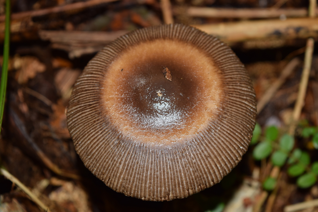 Amanita pekeoides · April 2026 · photo: © davidwhyte (iNaturalist, cc-by-sa)