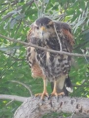 Parabuteo unicinctus