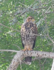Parabuteo unicinctus
