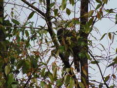 Spizaetus ornatus
