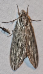Sphinx canadensis