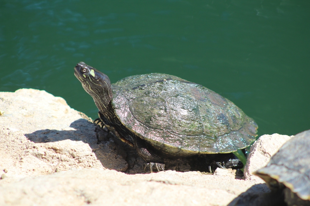 Ouachita Map Turtle from Reid Park, Tucson, AZ, USA on March 20, 2020 ...