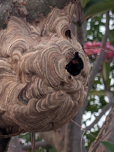 Lesser Banded Hornet