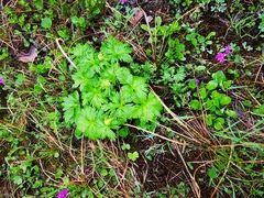 Trollius riederianus
