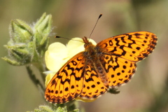 Boloria epithore
