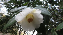 Camellia japonica