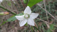 Rubus crataegifolius