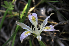 Iris chrysophylla