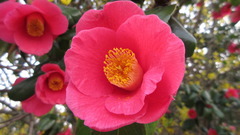 Camellia japonica