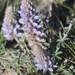 Lupinus lepidus ashlandensis - Photo (c) aalilith, algunos derechos reservados (CC BY-NC), uploaded by aalilith