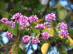 Securidaca diversifolia