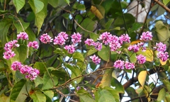 Securidaca diversifolia