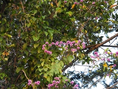 Securidaca diversifolia