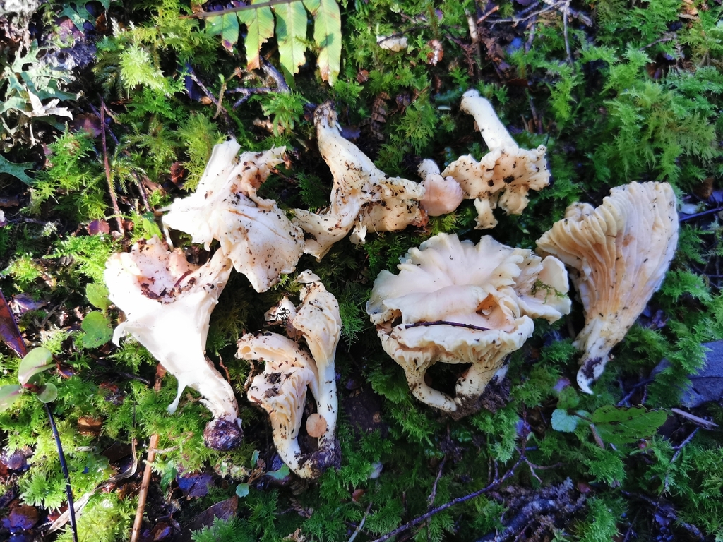 Cantharellus elsae