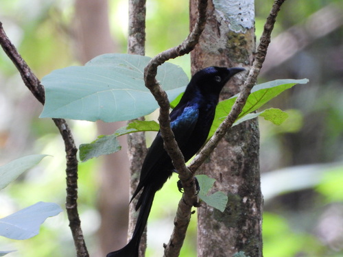 Dicrurus hottentottus