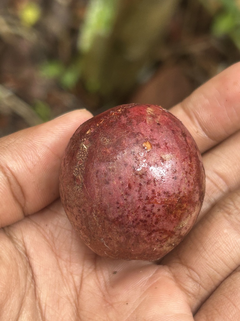 Punah (Tetramerista glabra)