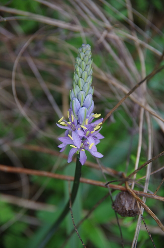 Atlantic camas