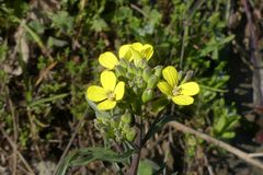 Erysimum crepidifolium