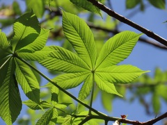 Aesculus turbinata, photograph (c) Marco Mussita, some rights reserved (CC BY)
