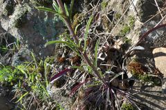 Erysimum crepidifolium