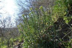 Erysimum crepidifolium