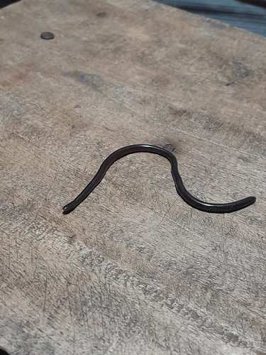 Brahminy Blindsnake