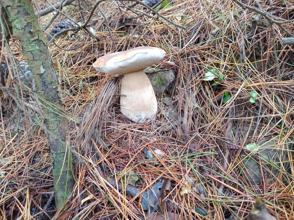 Boletus edulis · April 2026 · photo: © oscar30475 (iNaturalist, cc-by)