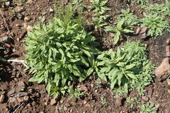 Diplacus clevelandii