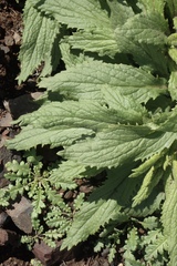 Diplacus clevelandii