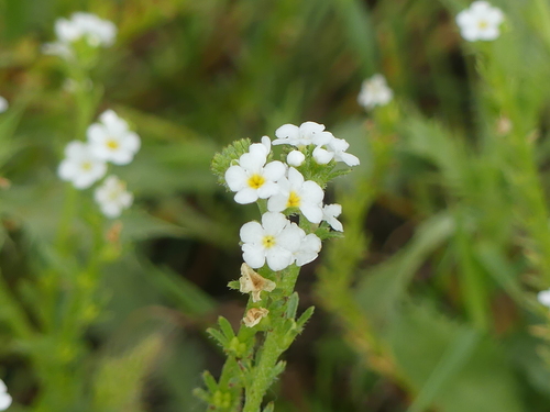 Plagiobothrys stipitatus iNat (2)