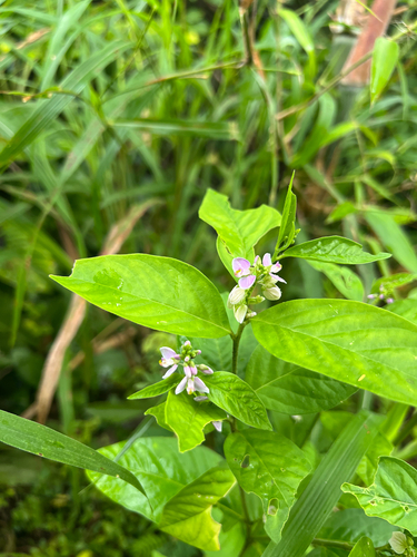 Asemeia acuminata